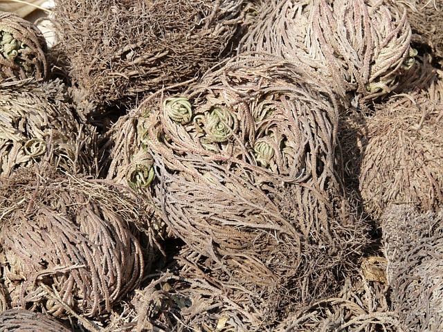Levendige kunstplanten: breng kleur en leven in je woning