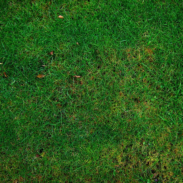 Gras verticuteren: hoe en wanneer voor een sterk gazon